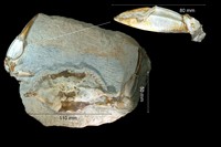 Portunus granulatus